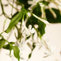 RITUALS Private Collection Fragrance Sticks Sweet Jasmine von