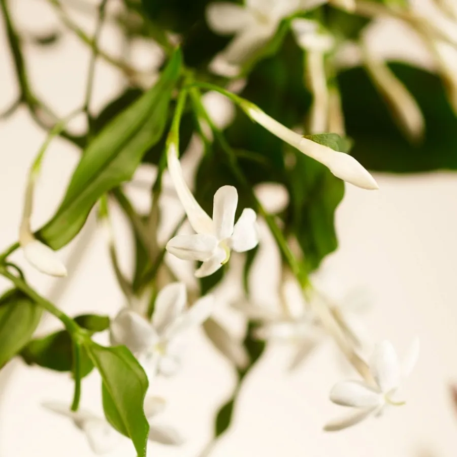 RITUALS Private Collection Fragrance Sticks Sweet Jasmine von