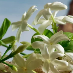 Dolceu0026Gabbana Q by Dolce&Gabbana Parfum von Dolce&Gabbana