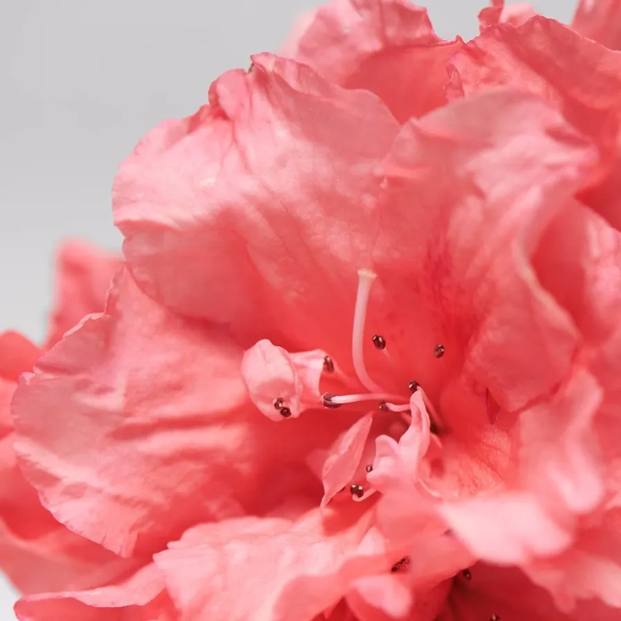 BABOR Skinovage Balancing Serum von New