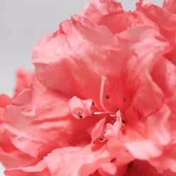 BABOR Skinovage Vitalizing Mask von Clearance