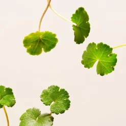 RITUALS The Ritual Of Namaste Ageless Firming Day Cream von Outlet