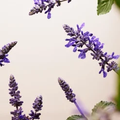 RITUALS The Ritual Of Namaste Bakuchiol Natural Booster von Hot