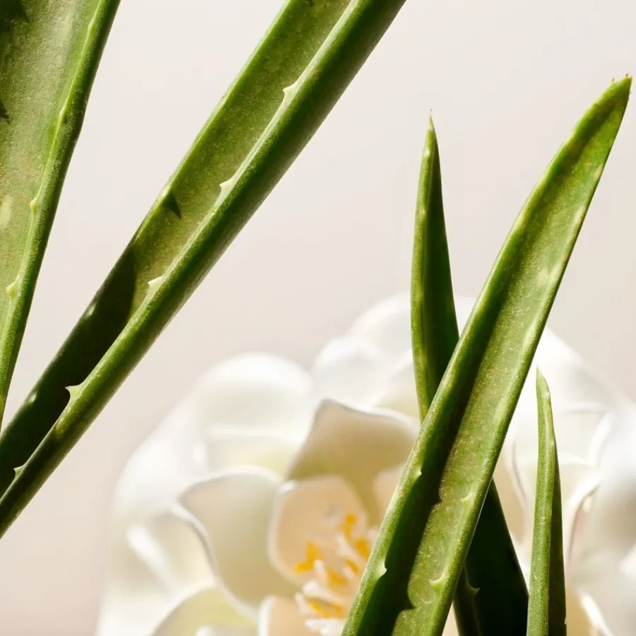 RITUALS The Ritual Of Namaste Clarifying Facial Toner von Discount