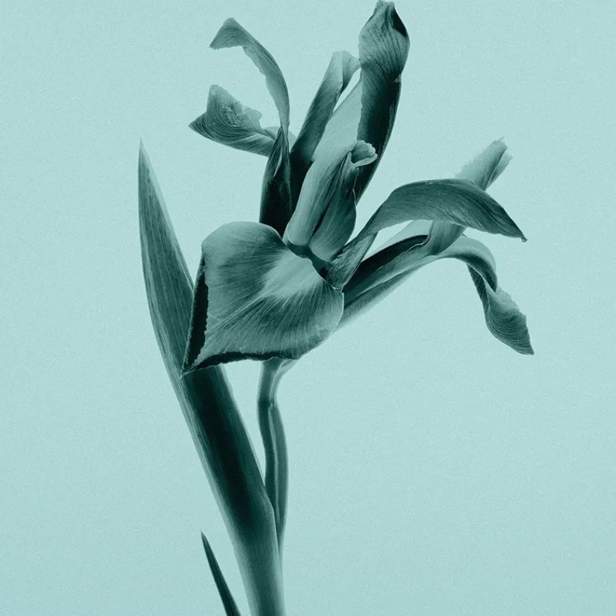 Tiffany u0026 Co. Tiffany Eau de Parfum Body Lotion von Tiffany & Co.