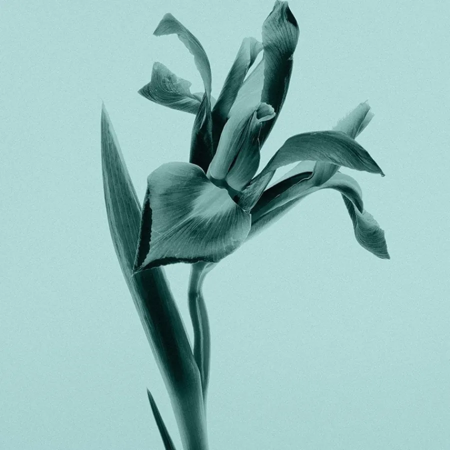 Tiffany u0026 Co. Tiffany Eau de Parfum Eau de Parfum Spray von Tiffany & Co. Sale