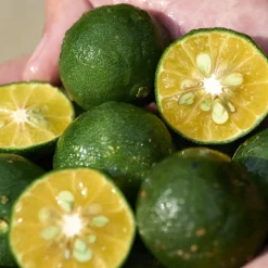 Shiseido WASO Shikulime Gel-To-Oil Cleanser von New